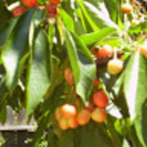 Meet your Posher, Gina